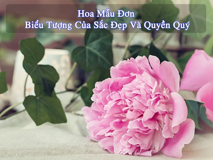 mau don hong