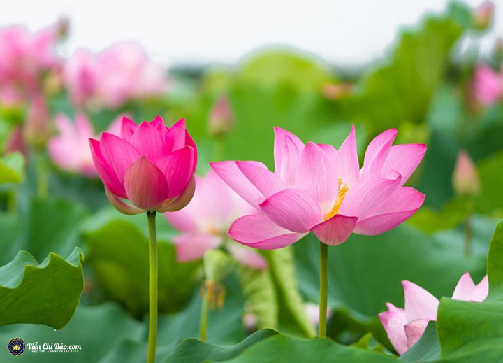 7 Loại Hoa Để Bàn Thờ Ngày Tết Cổ Truyền Và Những Lưu Ý Khi Cắm Hoa 2 hoa-de-ban-tho