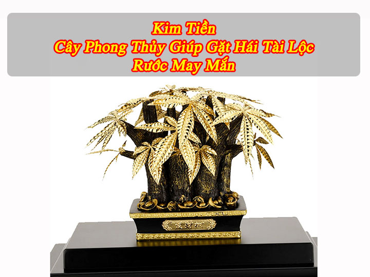 kim tien 1